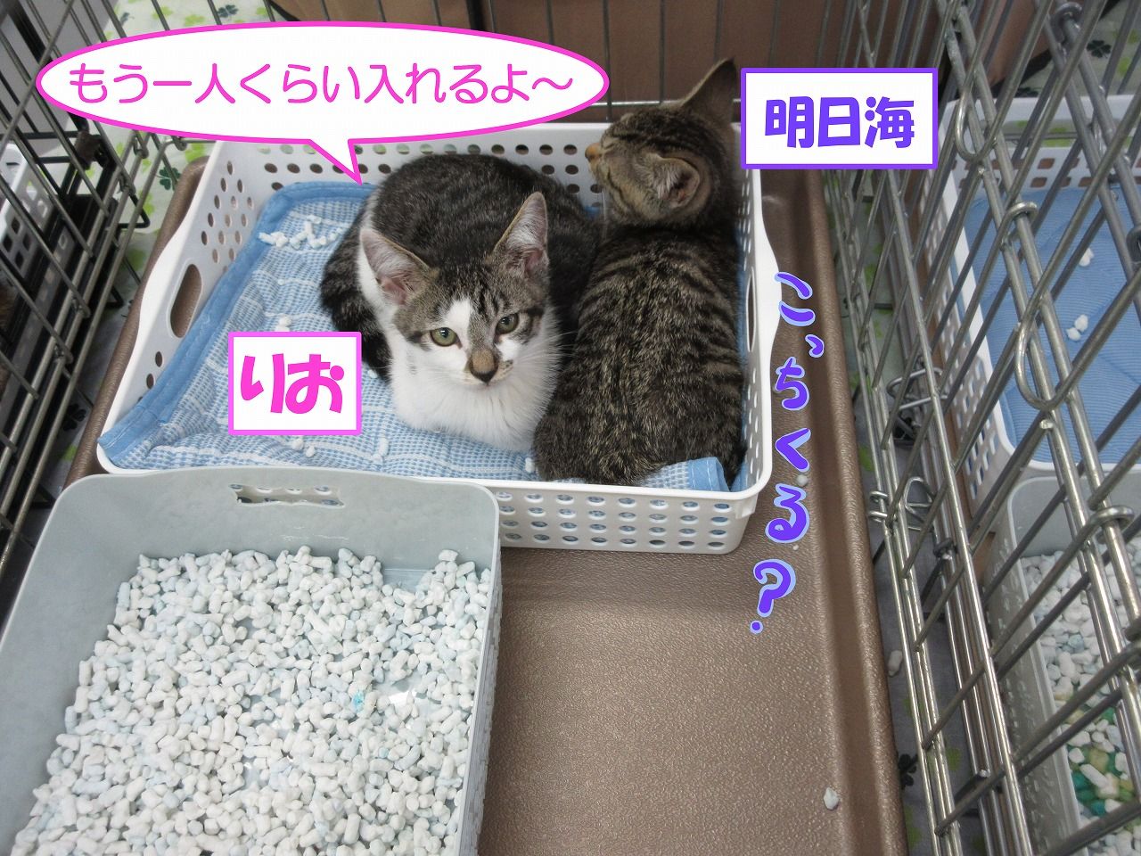 イメージ 6