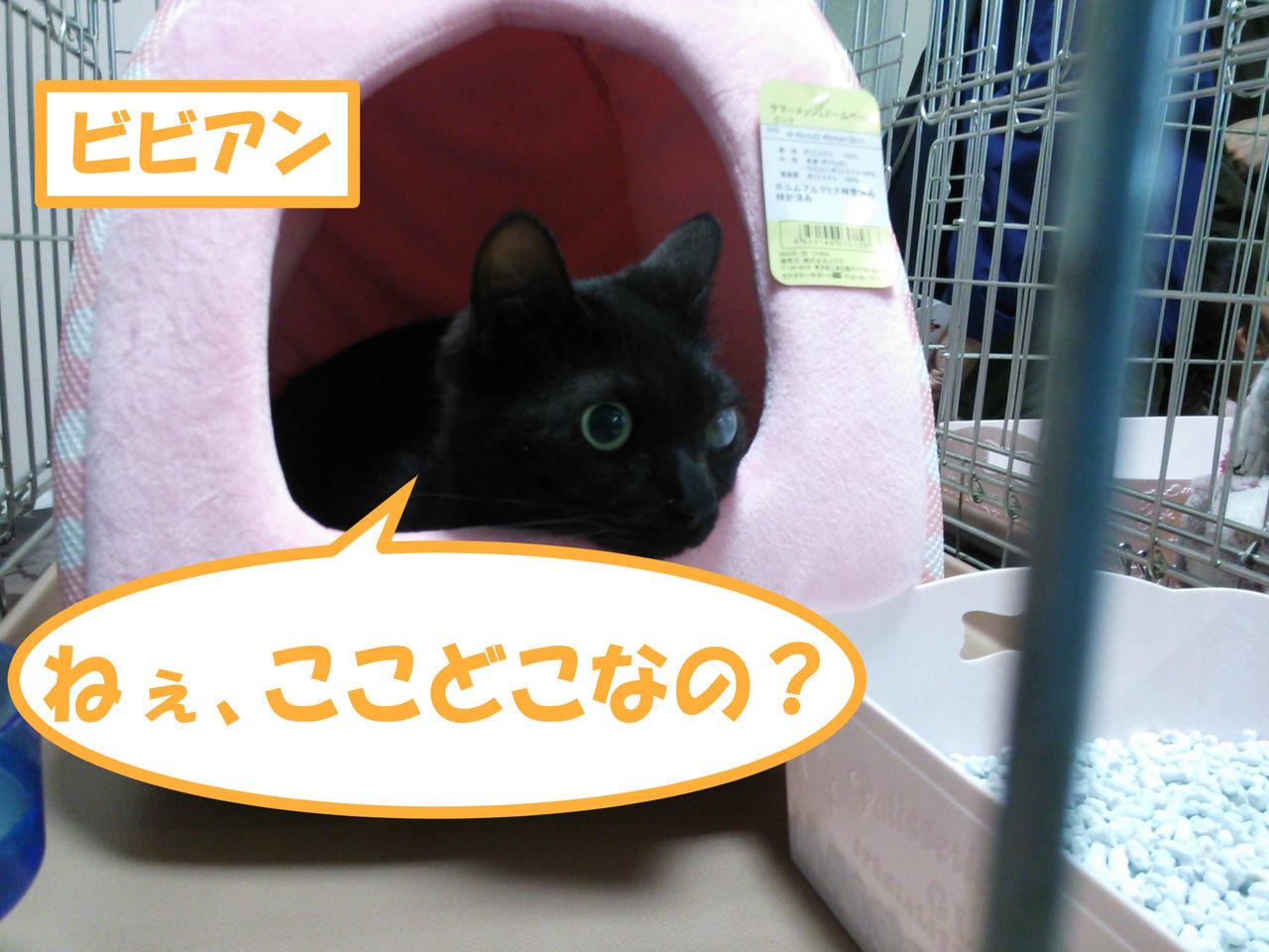 イメージ 9