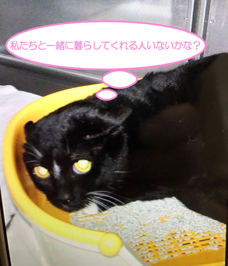 緊急里親募集のお知らせ 四日市にゃんこレスキュー 愛の手 里親募集 里親会情報