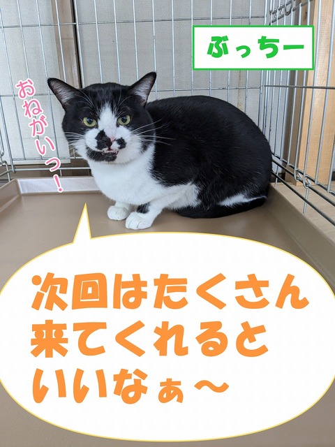 s-butti-