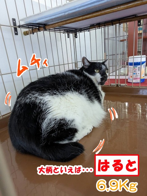 s-haruto