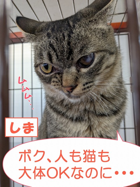 s-sima