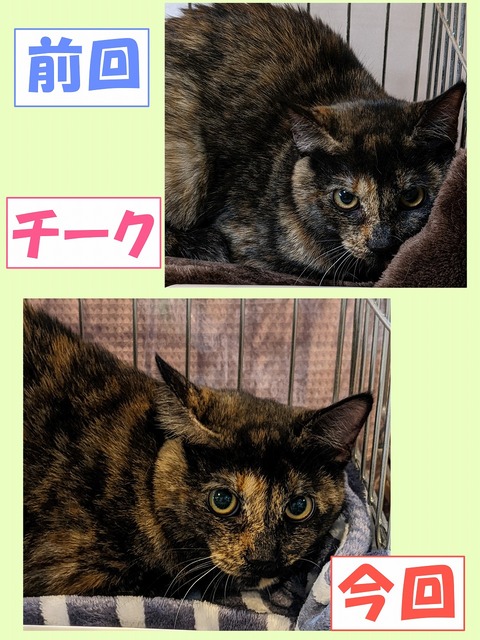 s-ti-ku