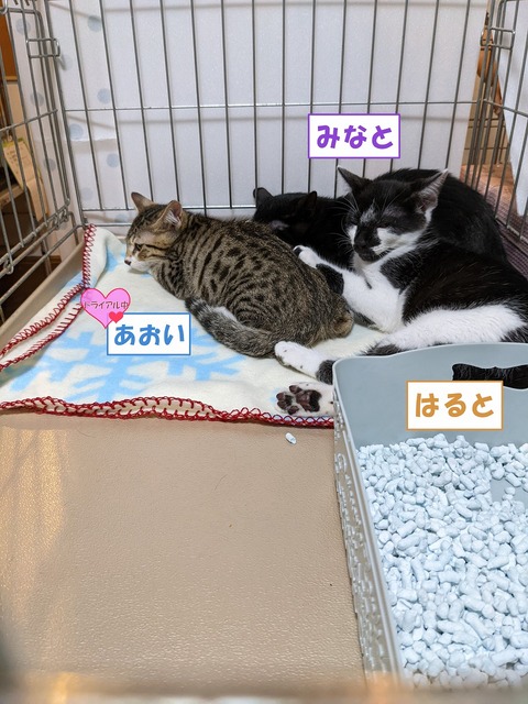 s-aoiminatoharuto