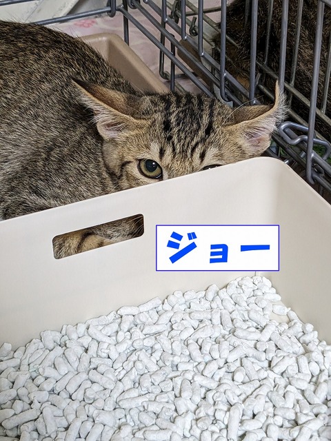 s-zyo-