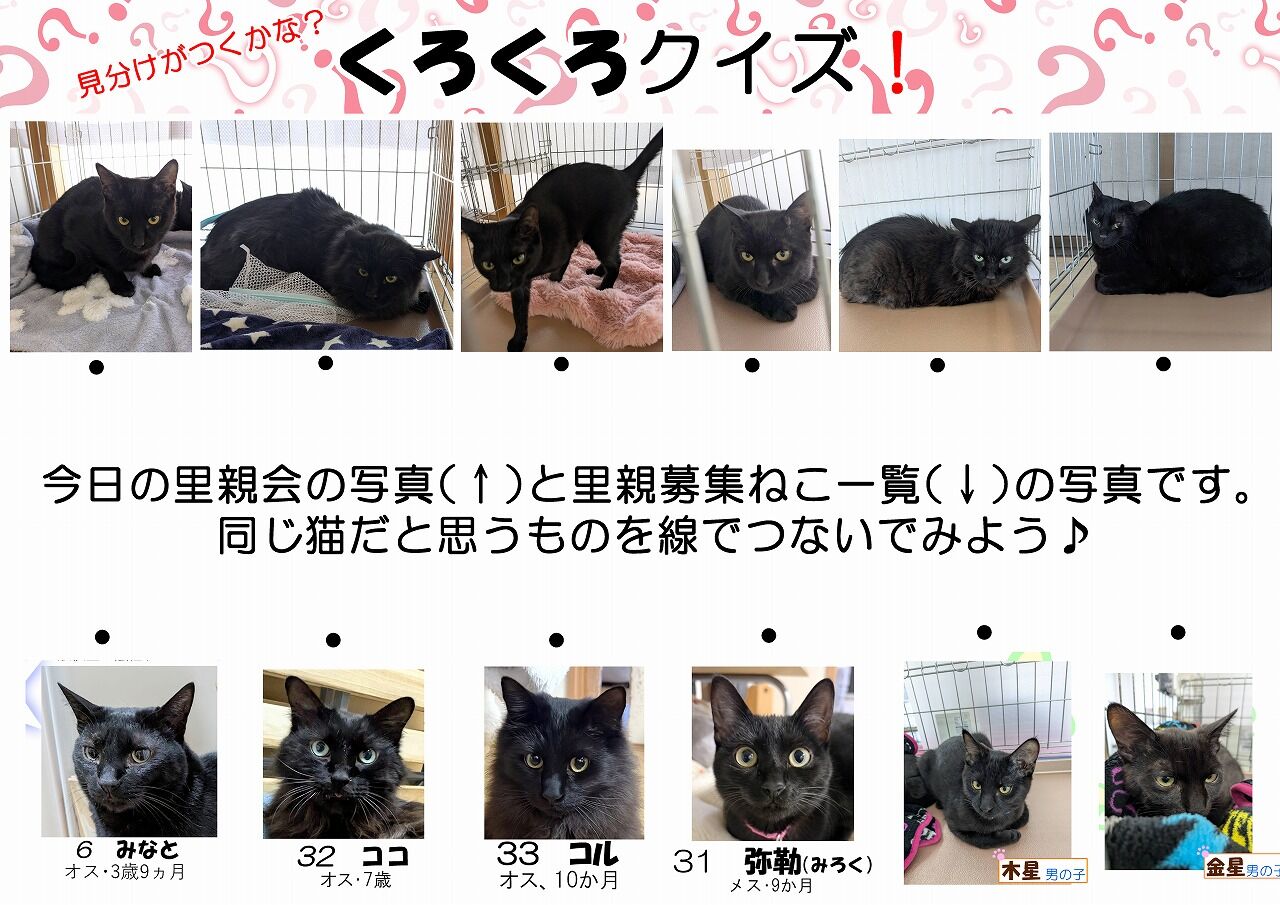3月8日（日）の里親会報告 : 四日市にゃんこレスキュー 愛の手 里親