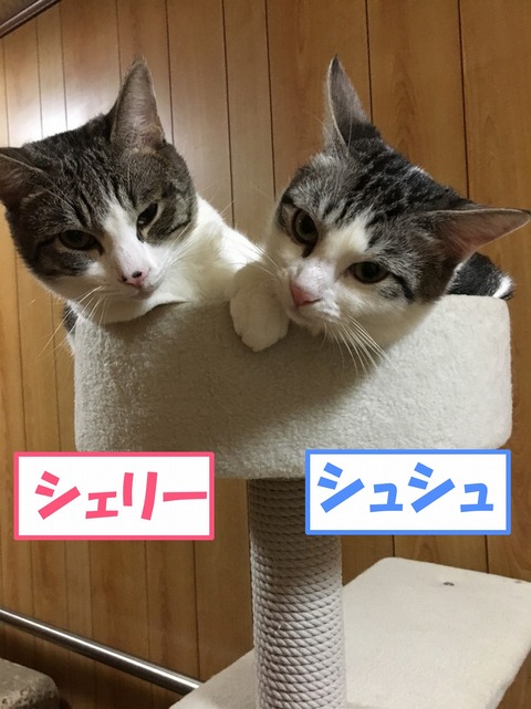 s-syeri-syusyu