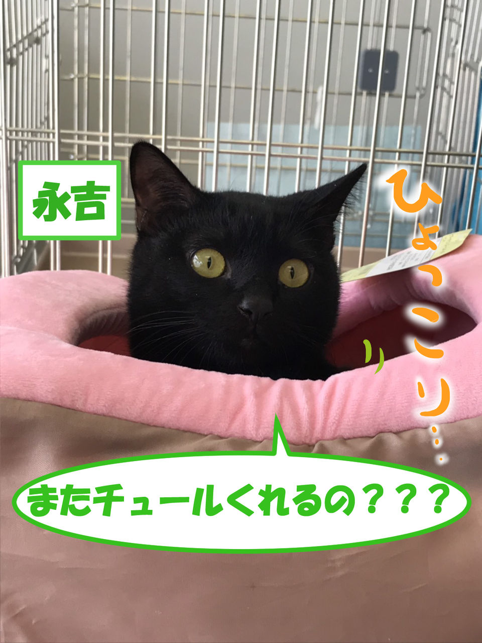 イメージ 5