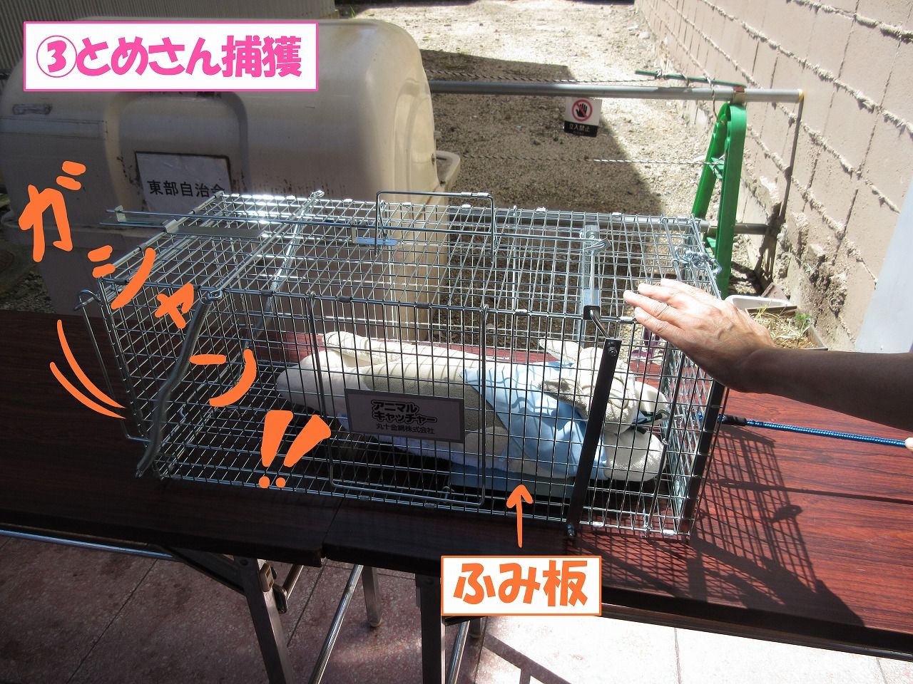 イメージ 7