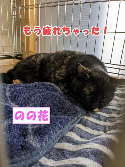 s-nonoka