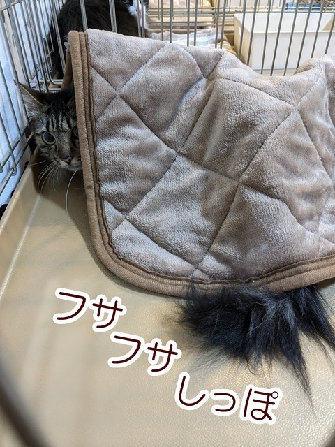 s-husasippo
