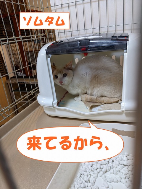 s-somutamu