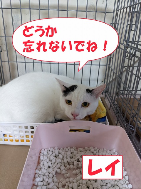 s-rei