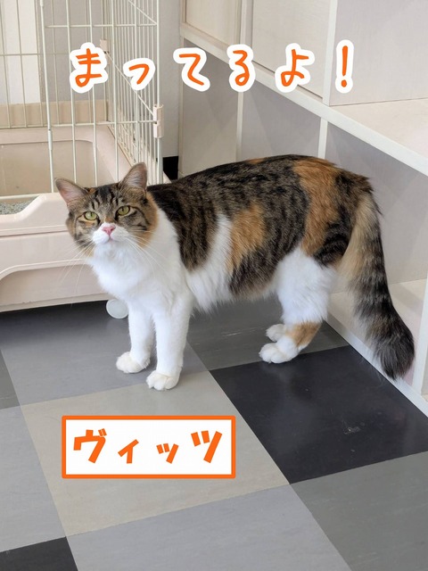 s-vittu