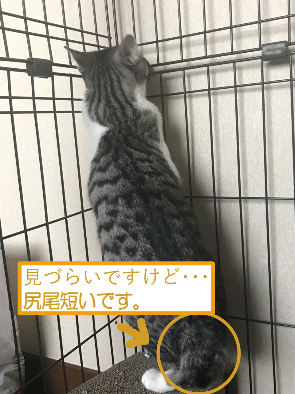イメージ 5