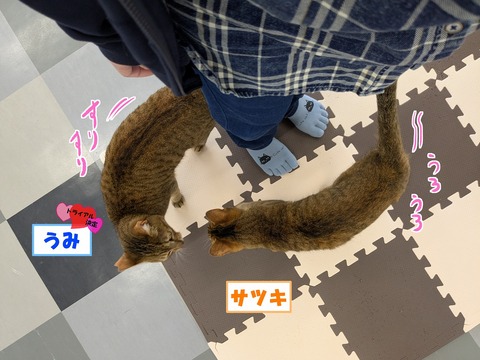 s-umisatuki