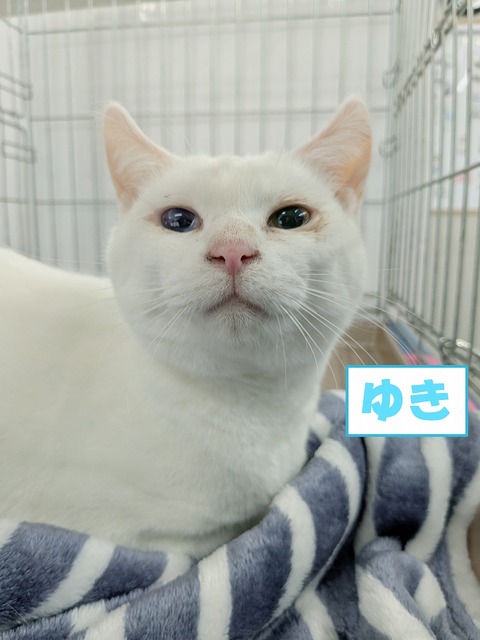 s-yuki