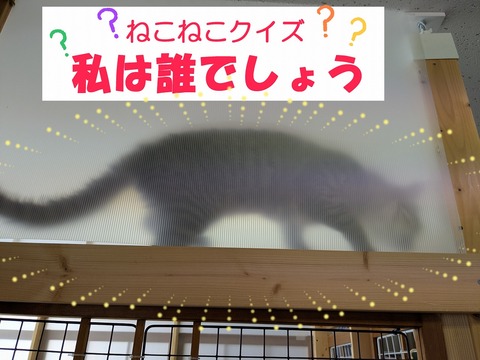 s-quiz