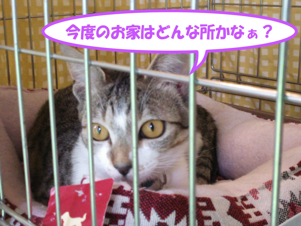イメージ 4