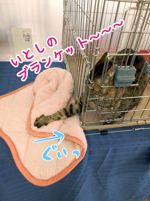 s-komo4