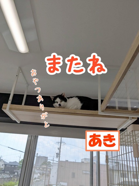 s-aki