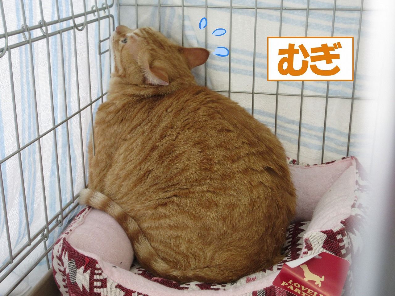 イメージ 4