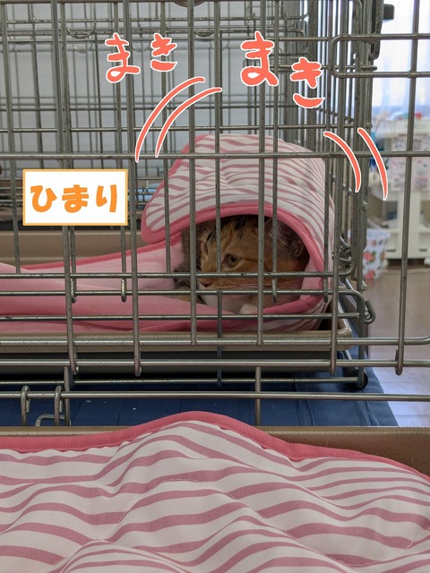 s-himarimaki