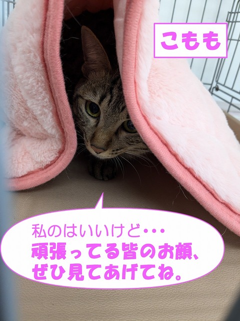 s-komomo