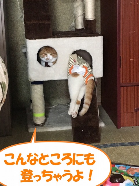 s-nnoboru