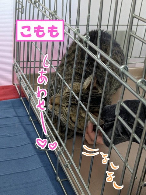 s-komomo