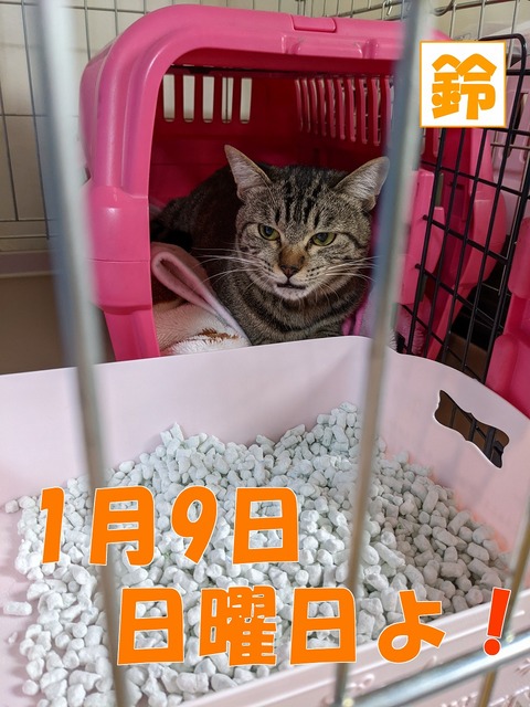 s-suzu