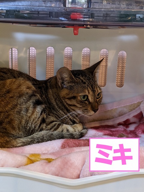 s-miki
