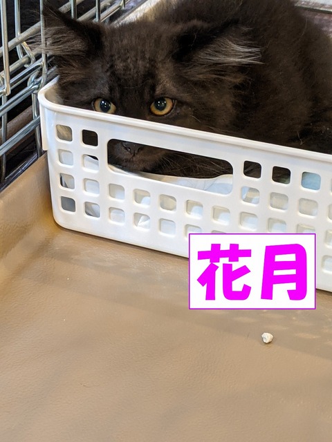 s-kagetu