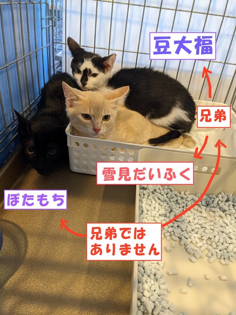 s-omotikyoudai