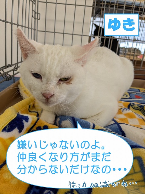 s-yuki