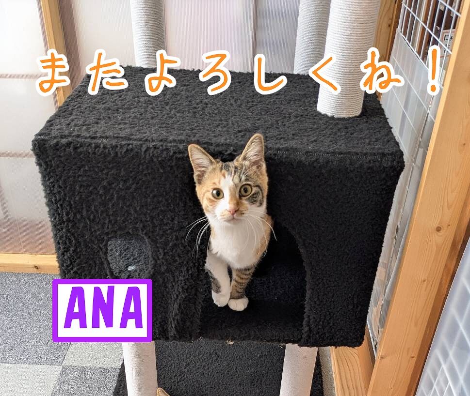 2月8日（日）は里親会です♪ : 四日市にゃんこレスキュー 愛の手 里親