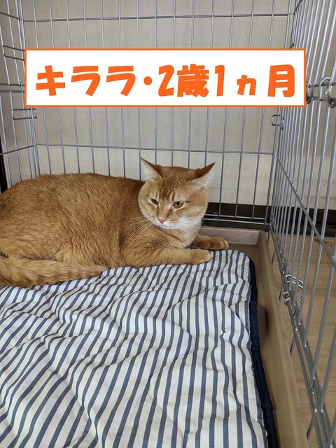 s-kirara