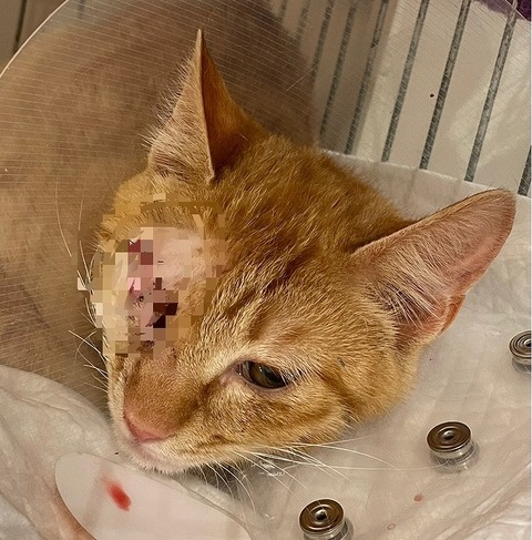 s-1678582210736