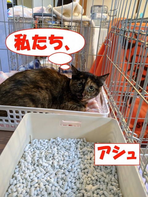 s-asyu