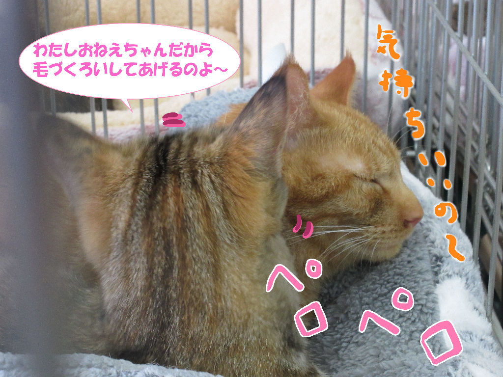 イメージ 5