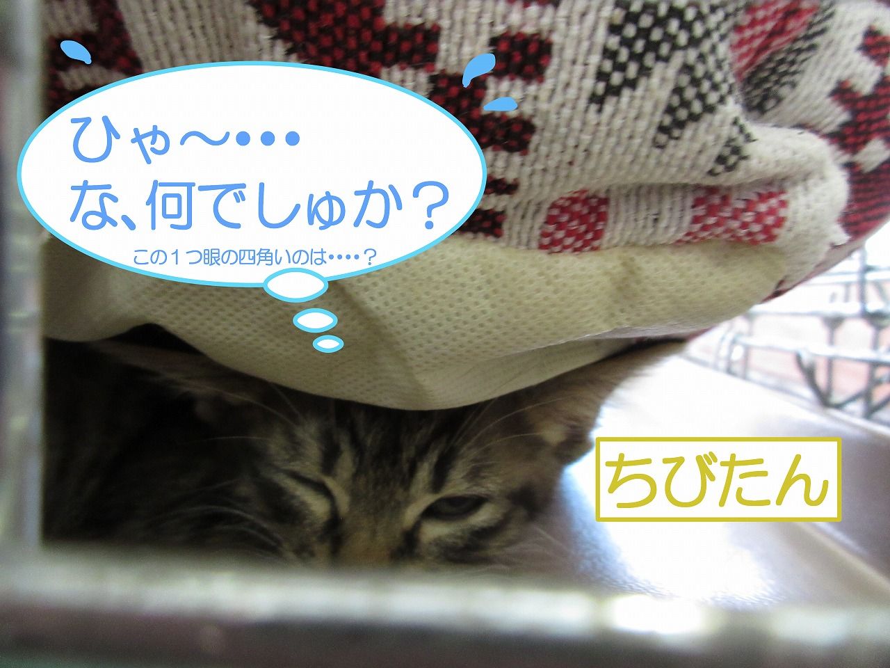 イメージ 8