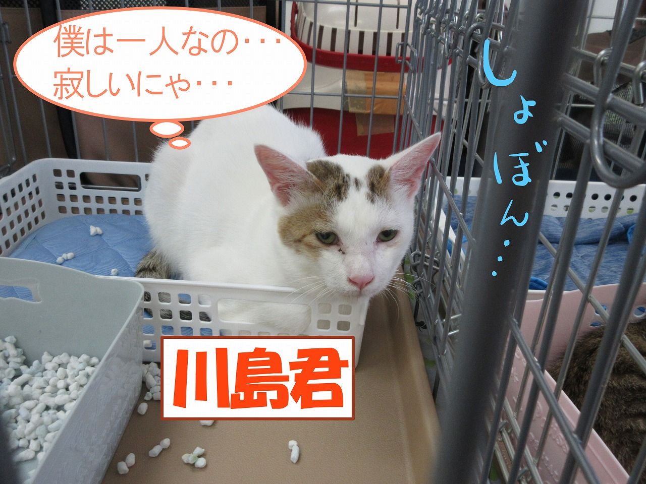 イメージ 5