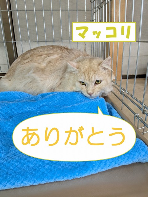 s-makkori