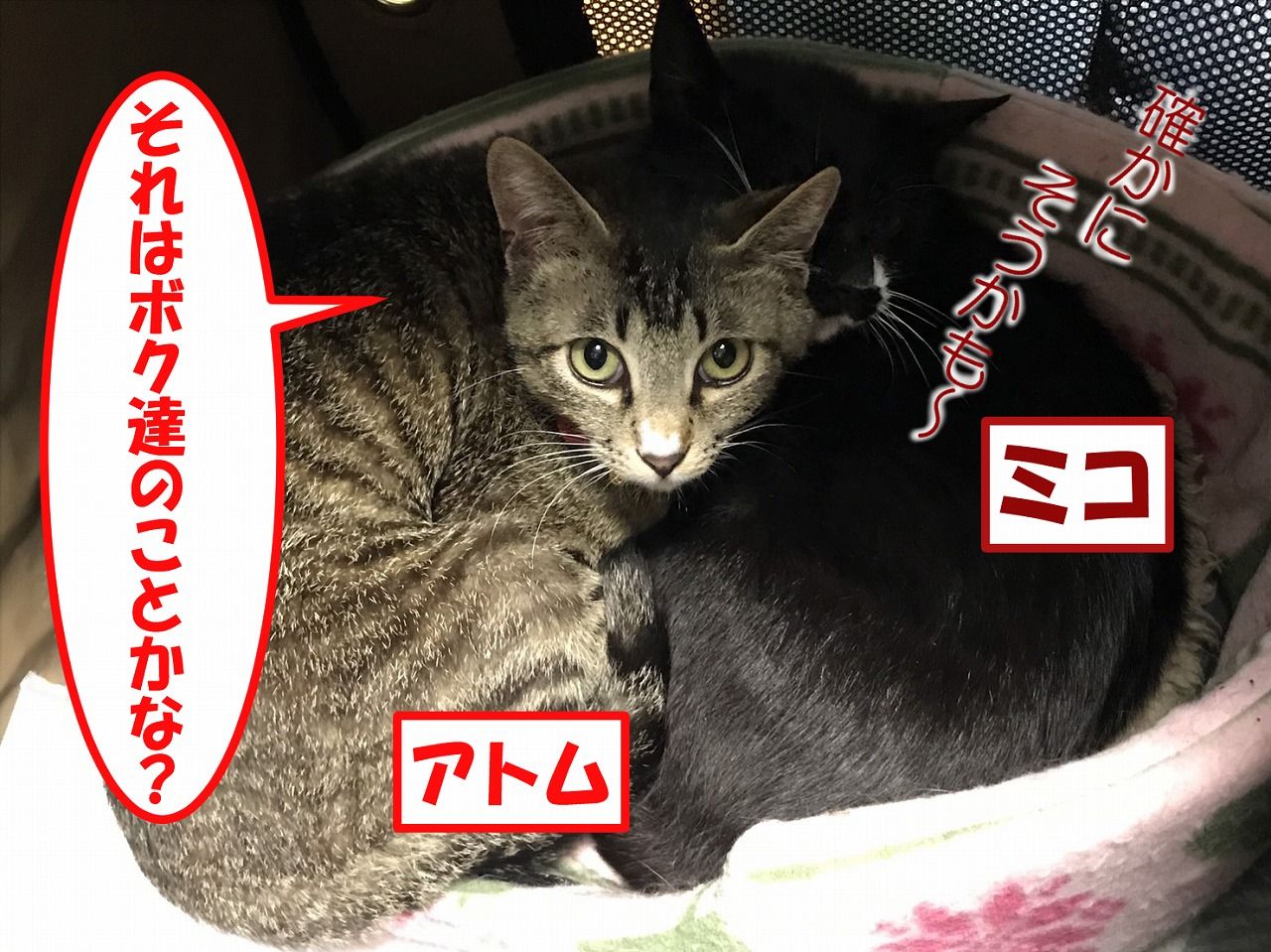 イメージ 2
