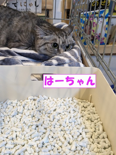 s-ha-tyann