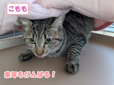 s-komomo