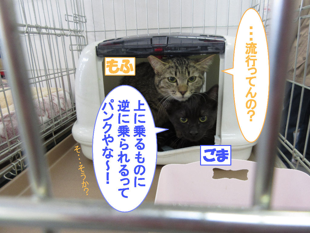 イメージ 4