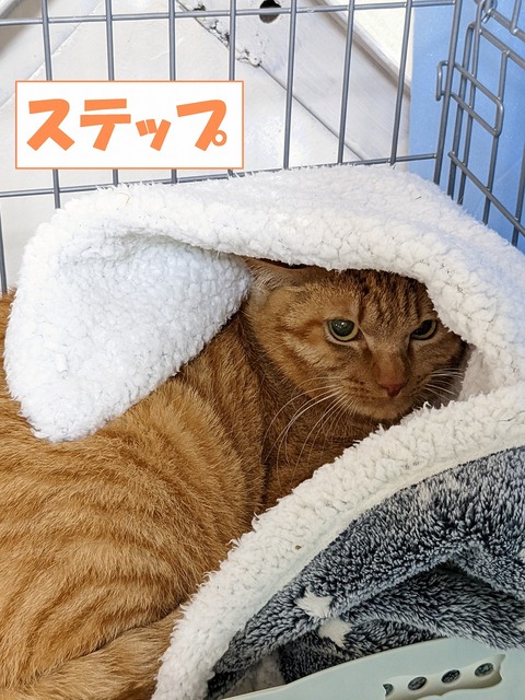 s-suteppu