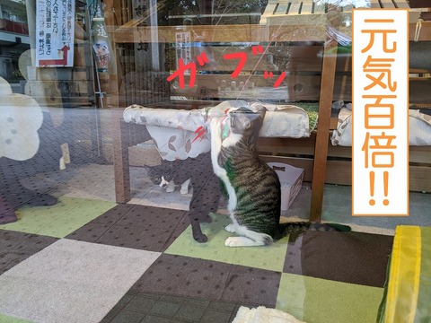 s-genki