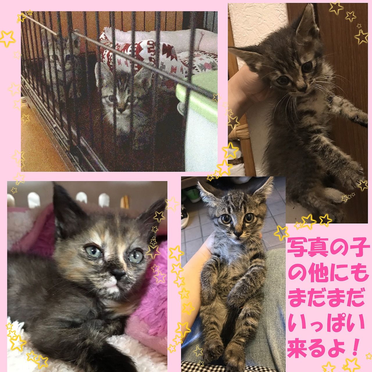 イメージ 11